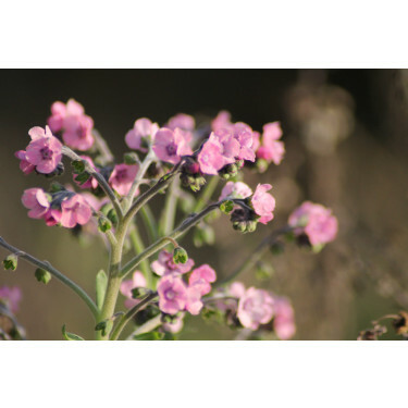 Cynoglossum amabile - Chinees vergeet-me-nietje - mix roze-blauw - BIO