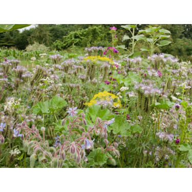 D490 - Bloemenrandenmengsel Insectenbuffet - 30 g tot 10 kg - BIO