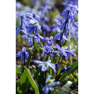 Sterhyacinth - Scilla Siberica 6/+ - 10 bollen*  