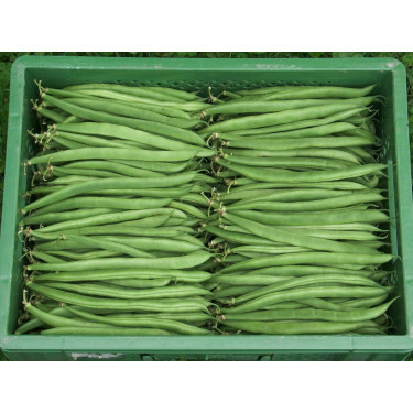 Struikboon/stamslaboon - Marona - BIODYNAMISCH