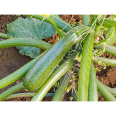 Courgette - Zuboda - BIODYNAMISCH