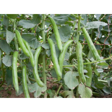 Labboon/tuinboon - Hangdown grünkernig - BIODYNAMISCH