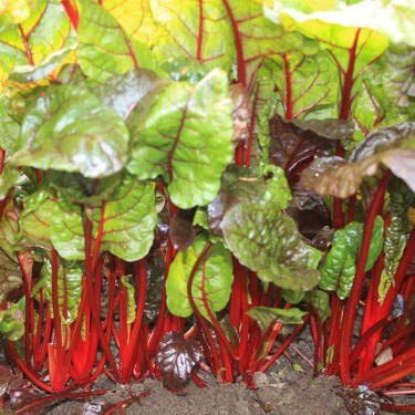 Warmoes/snijbiet - Rhubarb Chard - BIO