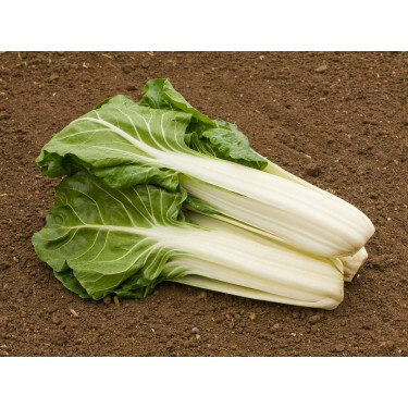 Warmoes/snijbiet - Glatter silber - BIODYNAMISCH - 50% korting wegens verminderde kiemkracht