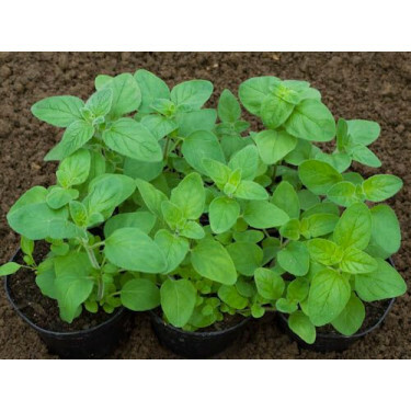 Origanum majorana - Marjolein - eenjarig - BIODYNAMISCH