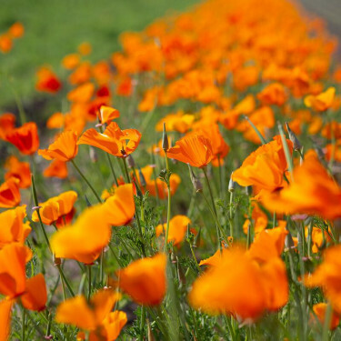 Eschscholzia californica - Slaapmutsje - Oranje - BIO