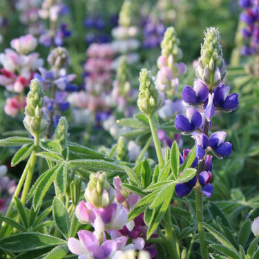 Kleine lupine - BIO