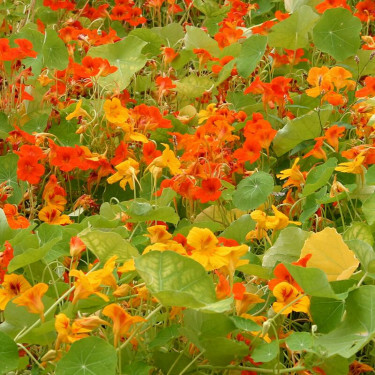 Tropaeolum majus - Oostindische kers - rankend - BIO