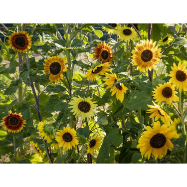 Helianthus annuus - Zonnebloemmengsel 'La Torre' - BIODYNAMISCH