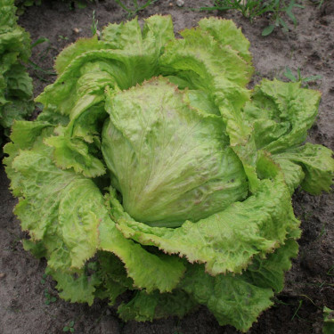 Ijsbergsla - Grazer Krauthäuptel 2 - BIO