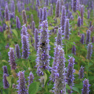 Agastache foeniculum - Dropplant - BIO