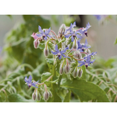 Borago officinalis - Bernagie (komkommerkruid) - 1,5 g - BIODYNAMISCH