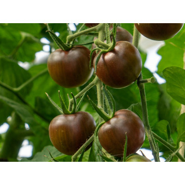 Kerstomaat - Black Cherry - BIODYNAMISCH