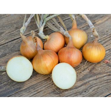Zaai-Ui - Sturon  - BIODYNAMISCH