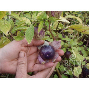 Tomatillo - Purple - BIO