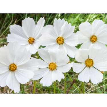 Cosmos bipinnatus - Cosmos wit - BIO