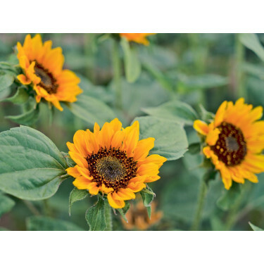 Helianthus annuus - Zonnebloem 'Hella' - BIODYNAMISCH