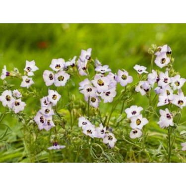 Gilia tricolor - Driekleurige Gilia/Vogeloogjes - BIODYNAMISCH