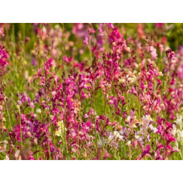 Linaria maroccaria - Marokkaans vlasleeuwenbekje - BIODYNAMISCH