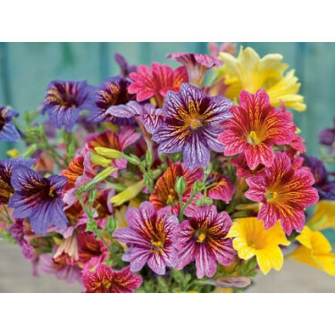 Salpiglossis sinuata - Trompetbloem - BIODYNAMISCH