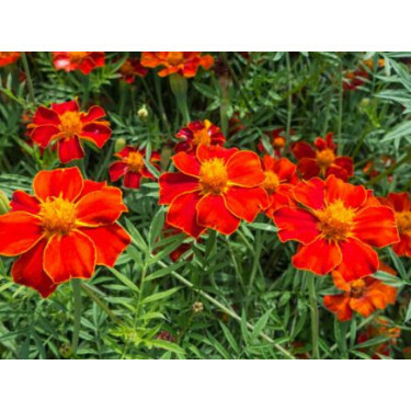 Tagetes erecta - Afrikaantje - BIO