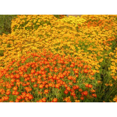 Tagetes tenuifolia - Kleinbloemig afrikaantje mengeling - BIODYNAMISCH