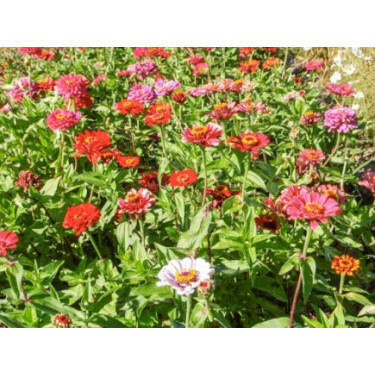 Zinnia elegans - Zinnia Carroussel - BIODYNAMISCH