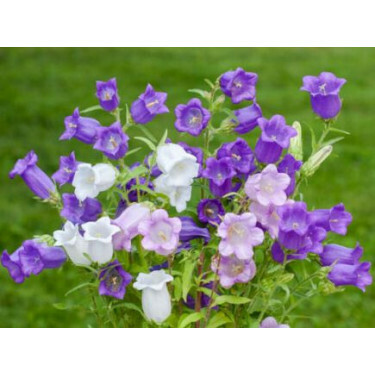 Campanula medium - Marietteklokje - BIODYNAMISCH