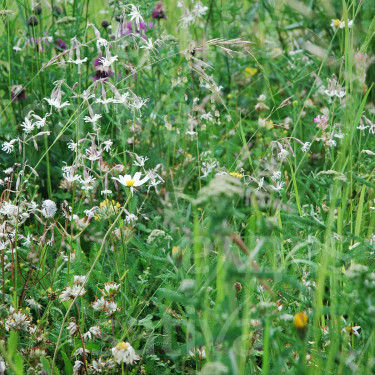 Wilde bloemenmengsel voor schaduwstandplaats - BIO