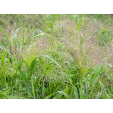 Panicum virgatum - Vingergras 'Fontaine' - BIODYNAMISCH