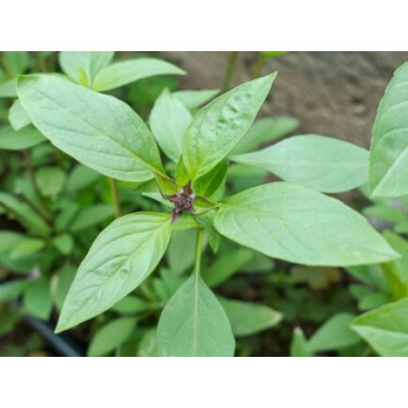 Thaise basilicum - BIO