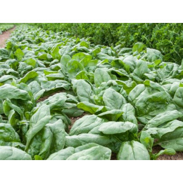 Spinazie - Gammason - BIODYNAMISCH