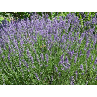 Lavandula officinalis - Lavendel - BIODYNAMISCH