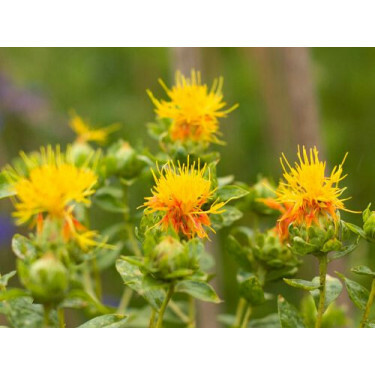 Carthamus tinctorius - Saffloer - BIODYNAMISCH - 50% korting wegens verminderde kiemkracht