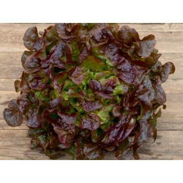 Eikenbladsla - Rubinette - BIODYNAMISCH