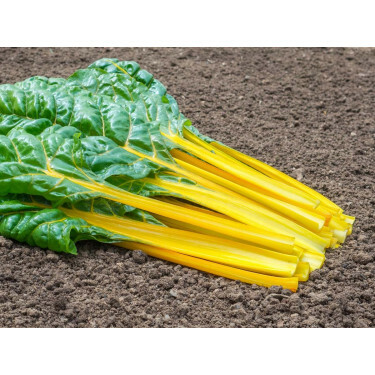 Warmoes/snijbiet geel - Pirol - BIODYNAMISCH