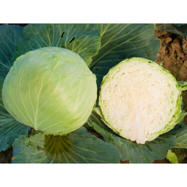Witte kool - Donator - BIODYNAMISCH