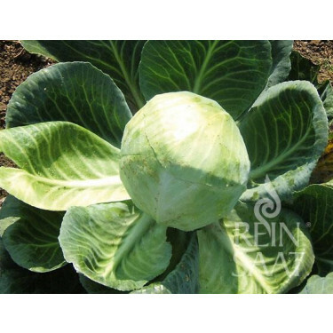 Witte kool - Dowinda - BIODYNAMISCH - 50% korting wegens verminderde kiemkracht