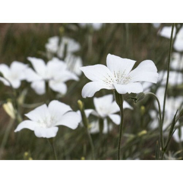 Agrostemma gracilis - Oosterse bolderik - BIODYNAMISCH - 50% korting wegens verminderde kiemkracht