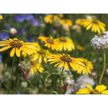 Ursinia calendulifolia - Golden Marigold (Bergmargriet) - BIODYNAMISCH