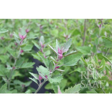 Boomspinazie - Chenopodium giganteum - BIODYNAMISCH - 50% korting - verminderde kiemkracht
