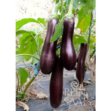 Aubergine - Violette Lunga 3 - BIO - 50% korting wegens verminderde kiemkracht