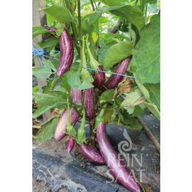 Aubergine - Tsakoniki - BIODYNAMISCH
