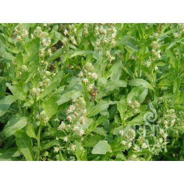 Reseda odorata - Welriekende reseda - BIO - 50% korting - verminderde kiemkracht