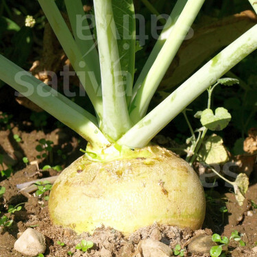Koolraap - Wilhelmsburger - BIODYNAMISCH