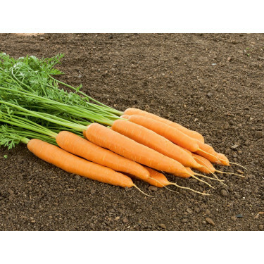 Wortel - Vitella - BIO - 50% korting wegens verminderde kiemkracht