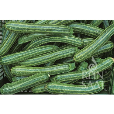 Courgette - Striato d'Italia - BIODYNAMISCH