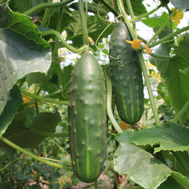 Komkommer - Marketmore - BIO
