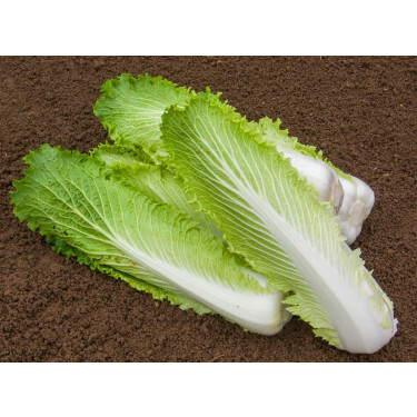 Chinese kool - Granat - BIODYNAMISCH