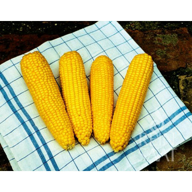 Suikermaïs - True Sweet Gold - BIO - 50% korting wegens verminderde kiemkracht
